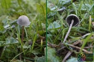 Panaeolus papilionaceus (bewerkt)